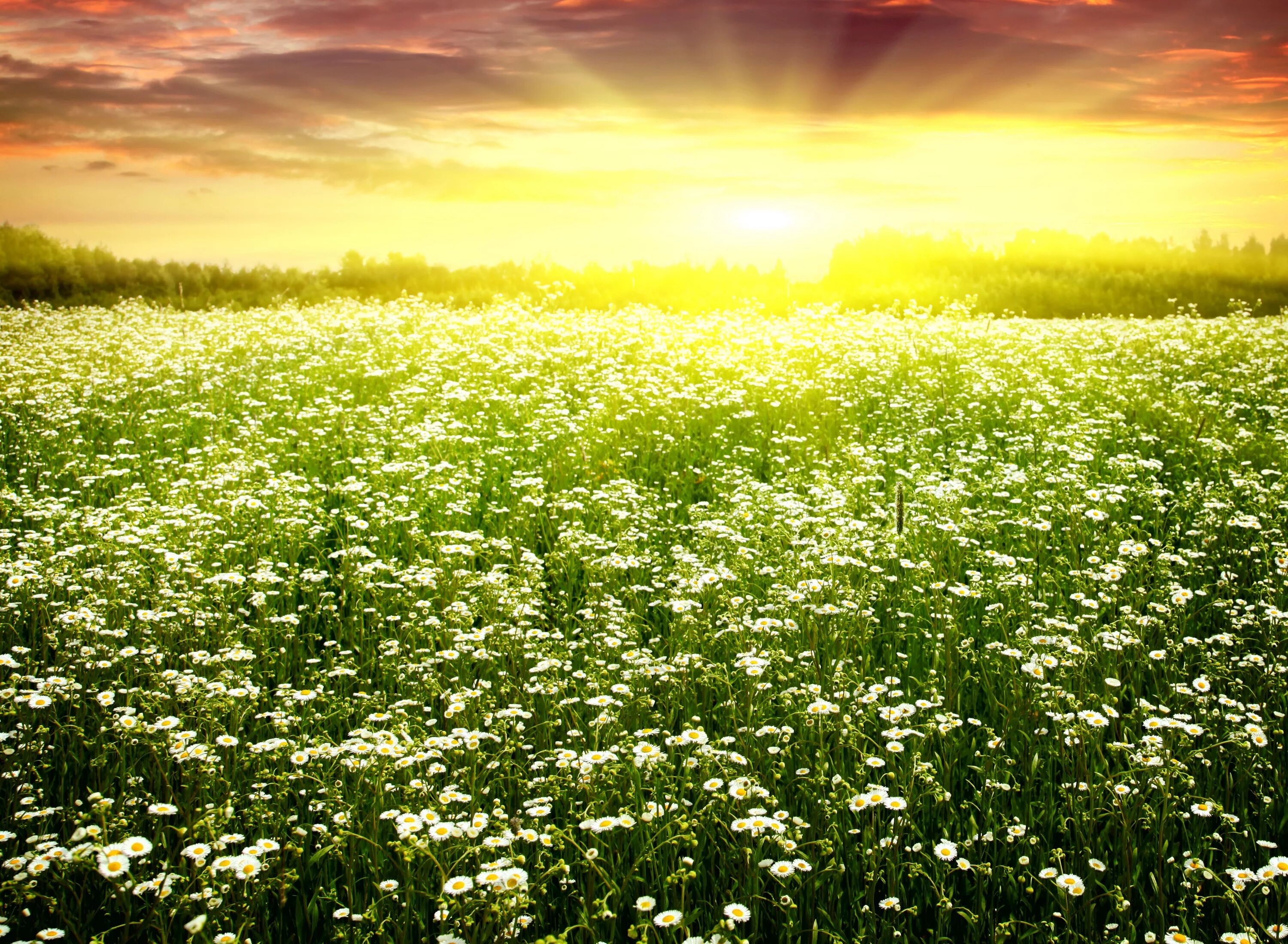 Весеннее солнце осветило землю. Поле цветов. Поле ромашек. Луг солнце. Цветочное поле солнце.