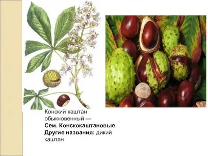 Распространение каштанов