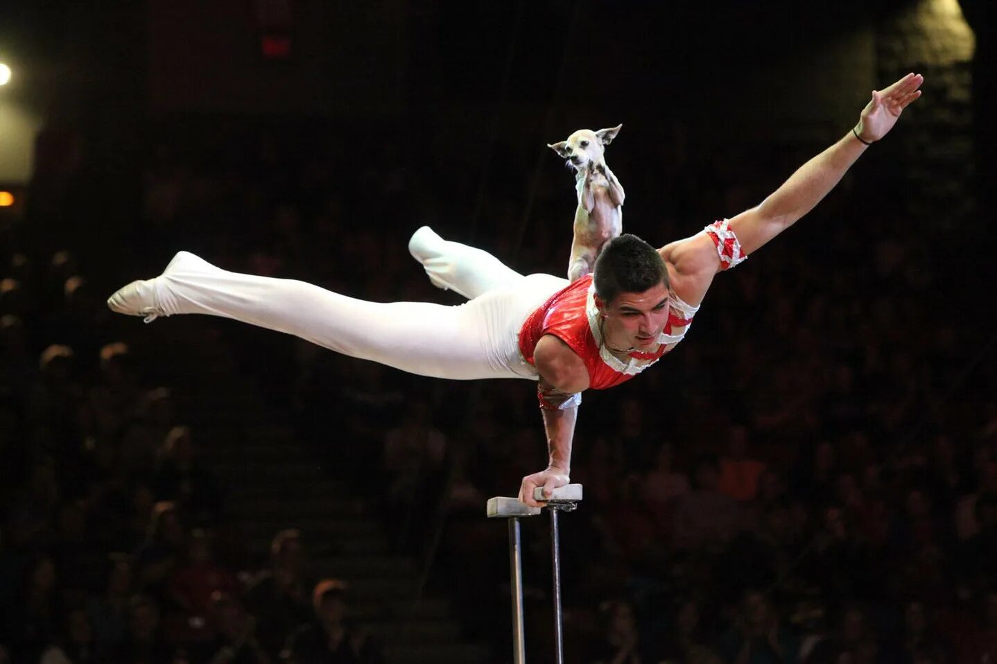 Christian Stoinev. Гимнасты акробаты