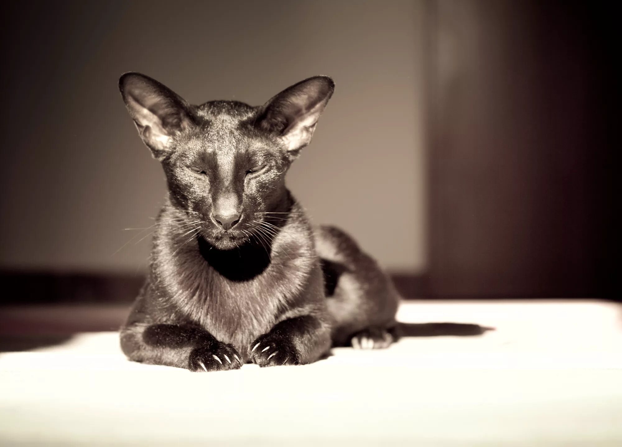 Ориентальная кошка. Кот породы Ориентал. Ориентальная кошка (Ориентал). Ориентальная короткошерстная кошка.