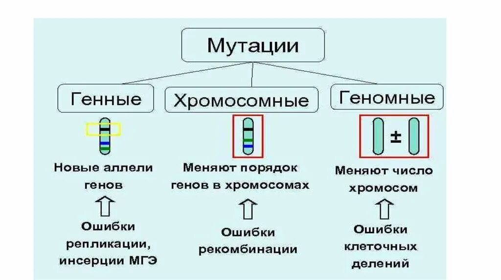 Геномные мутации связаны с изменениями. Хромосомные мутации примеры у животных. Генные хромосомные и геномные мутации примеры. Генные мутации хромосомные мутации геномные мутации. Классификация мутаций генные хромосомные геномные.