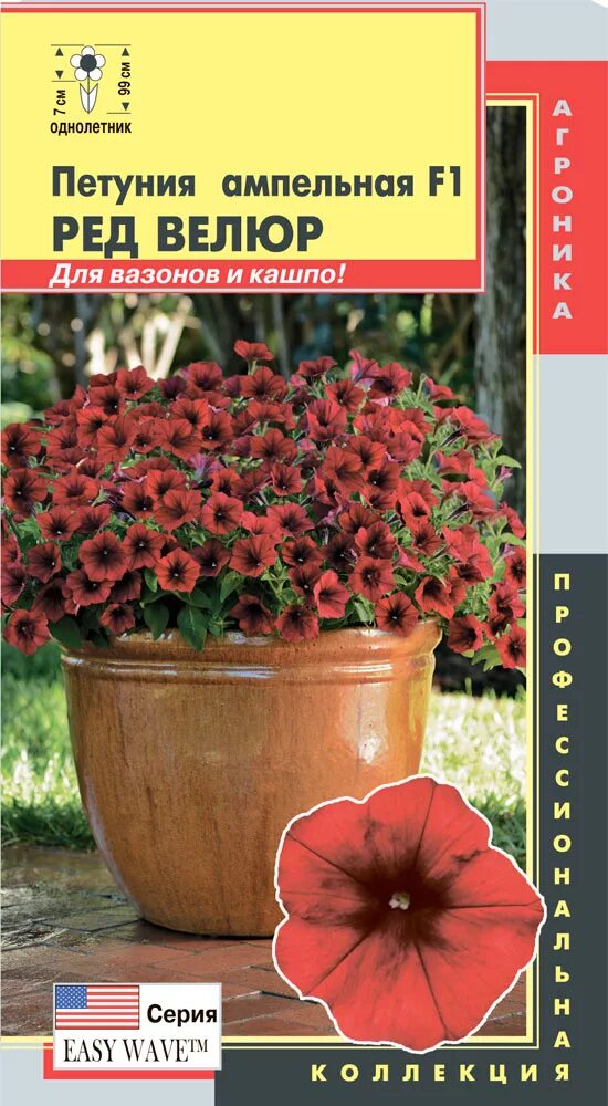 Петуния супертуния bordeaux. Петуния ампельная опера распберри айс. Шок вейв дип перпл f1. Петуния изи вейв берри велюр. Петуния опера суприм.