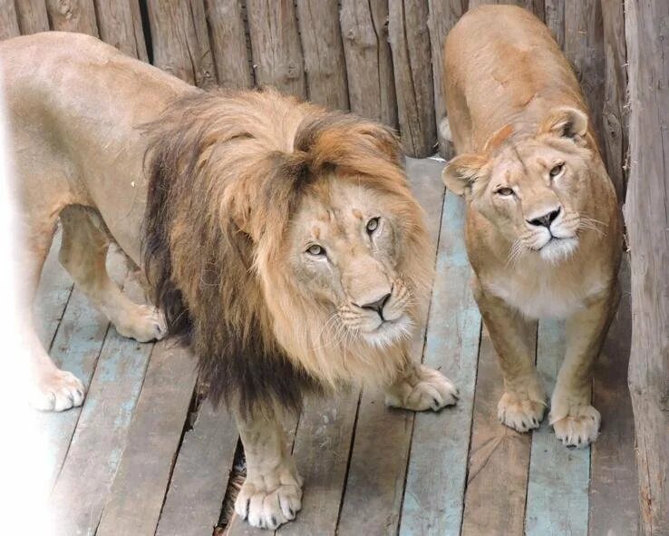 мускулистый лев в природе. лев с черной гривой. львы на дворцовой паству. лев в полный рост фото. азиатский лев.