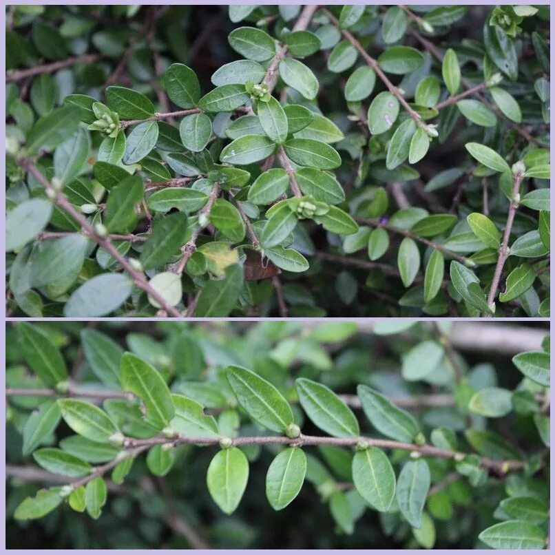 дерево с мелкими листьями. жакаранда дерево листья. мирт комнатный. самшит колхидский дерево. мирт дерево.