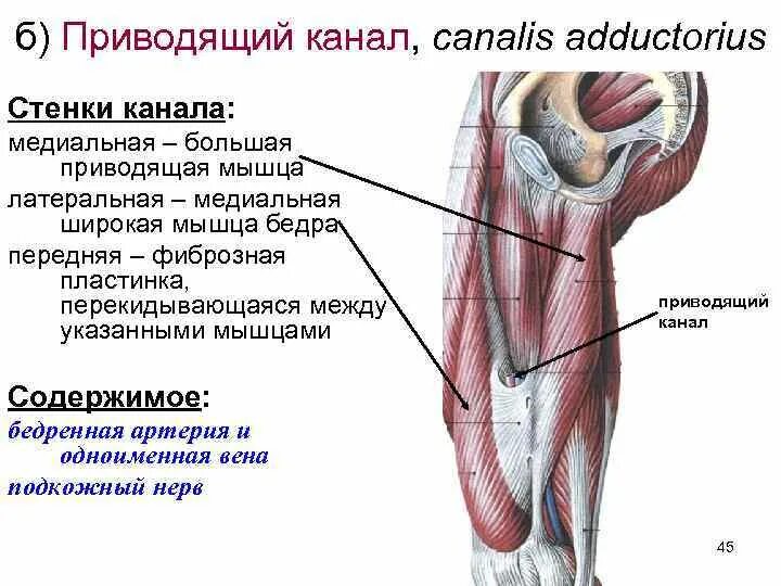 Canalis cruropopliteus анатомия. Мышцы голени топографическая анатомия. Мышцы и фасции нижней конечности анатомия. Топография бедренного треугольника мышцы. Приводящие латынь