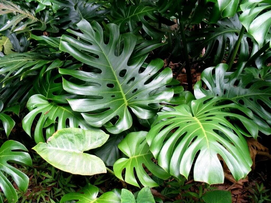 Монстера Делициоза (Monstera deliciosa). Монстера крупнолистная. Монстера деликатесная (Monstera deliciosa). Монстера Ароидные.