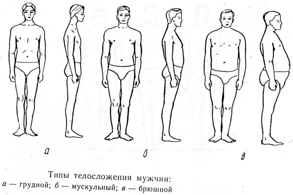 Телосложение тип а тип б. Мышечно дигестивный тип телосложения. атлетико диспластический тип конституции. астенический (тонкокостный) тип телосложения.. дигестивный тип телосложения у детей.