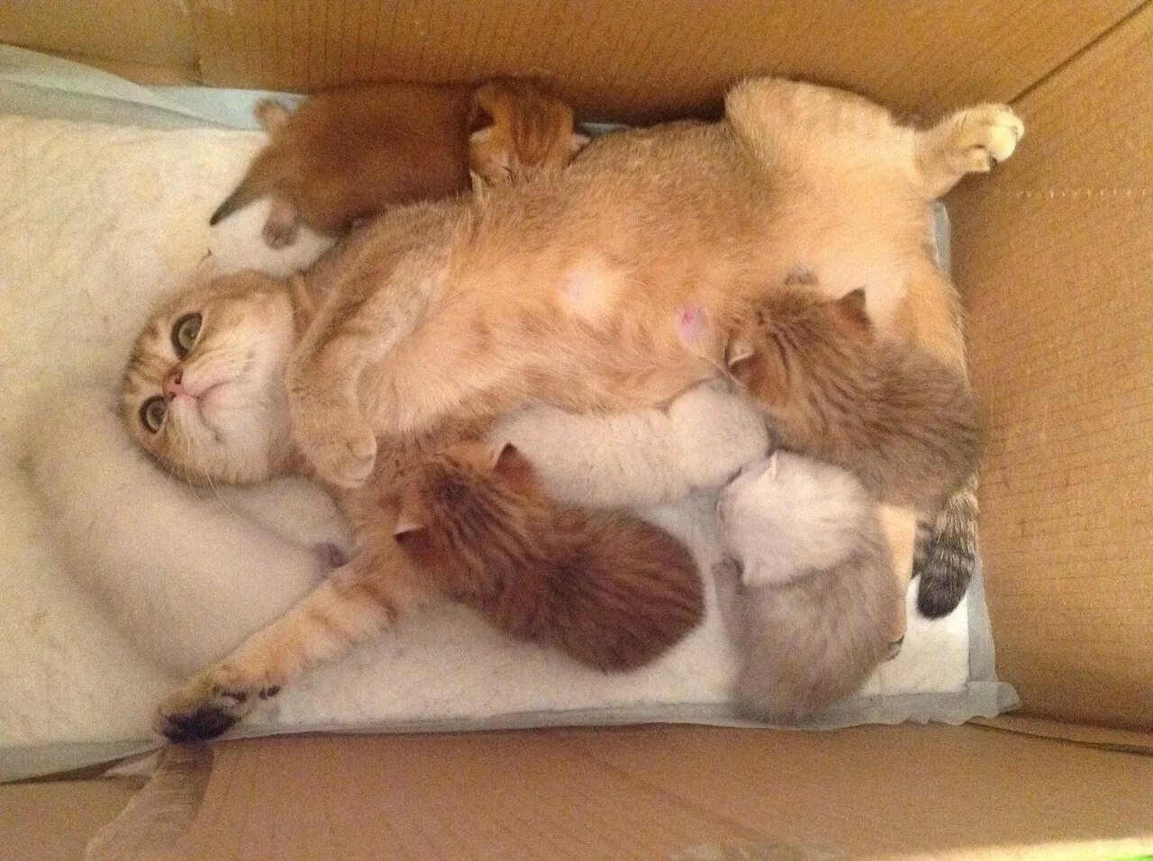 Уставшая мама кошка с котятами. Уставшая кошка с котятами. Мама кошка и котенок. Радость материнства кошка с котятами. Почему кошки мам мам