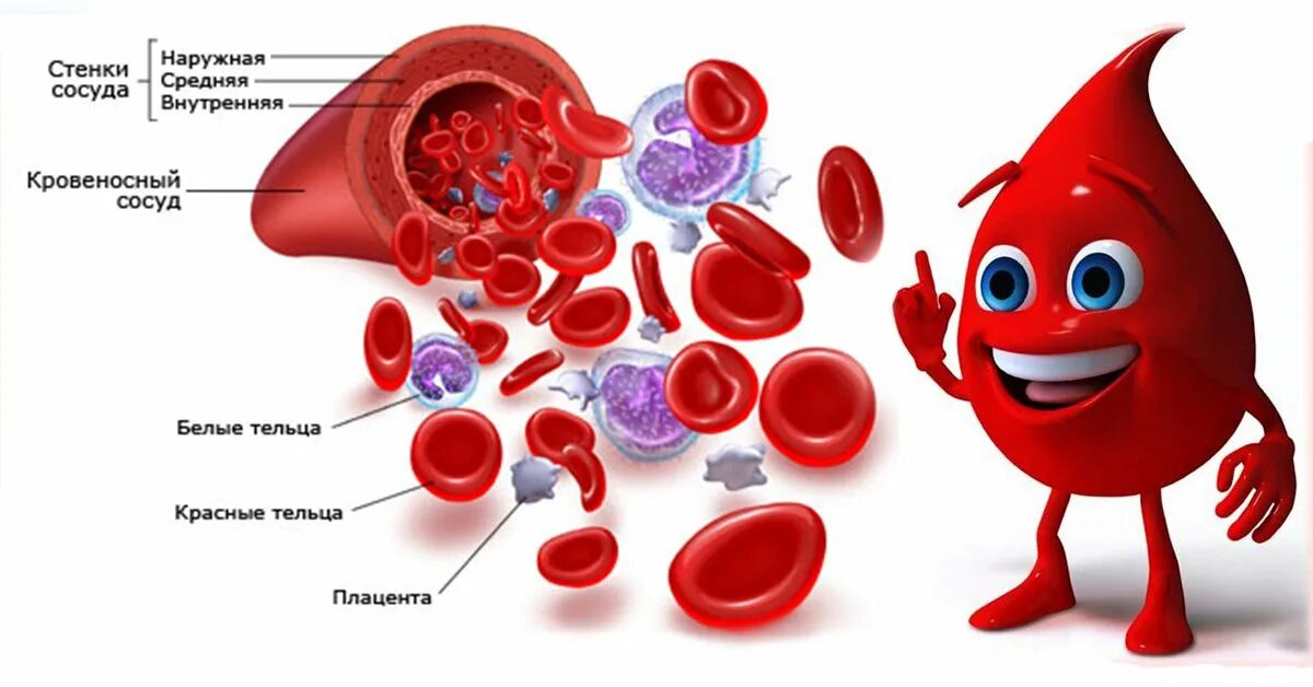 Кровь окружающий мир. Клетки крови для детей. Клетки крови человека. Состав крови.