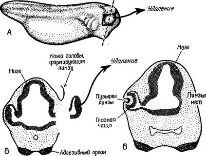 Язык мозга
