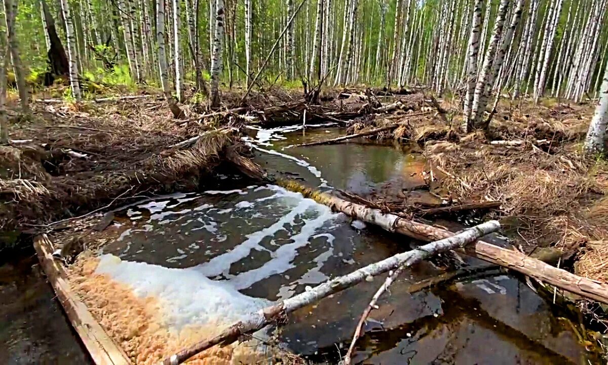 Экологическая катастрофа лес. Река Дунай экологическая катастрофа. Экологическая катастрофа фото. Крушения экосистем. Экологические катастрофы в россии за последнее время