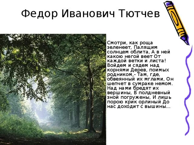 Тютчев роща. Тютчев роща. Тютчев смотри как роща зеленеет. Лесопарк солнечная роща. Беловежская пуща березы.