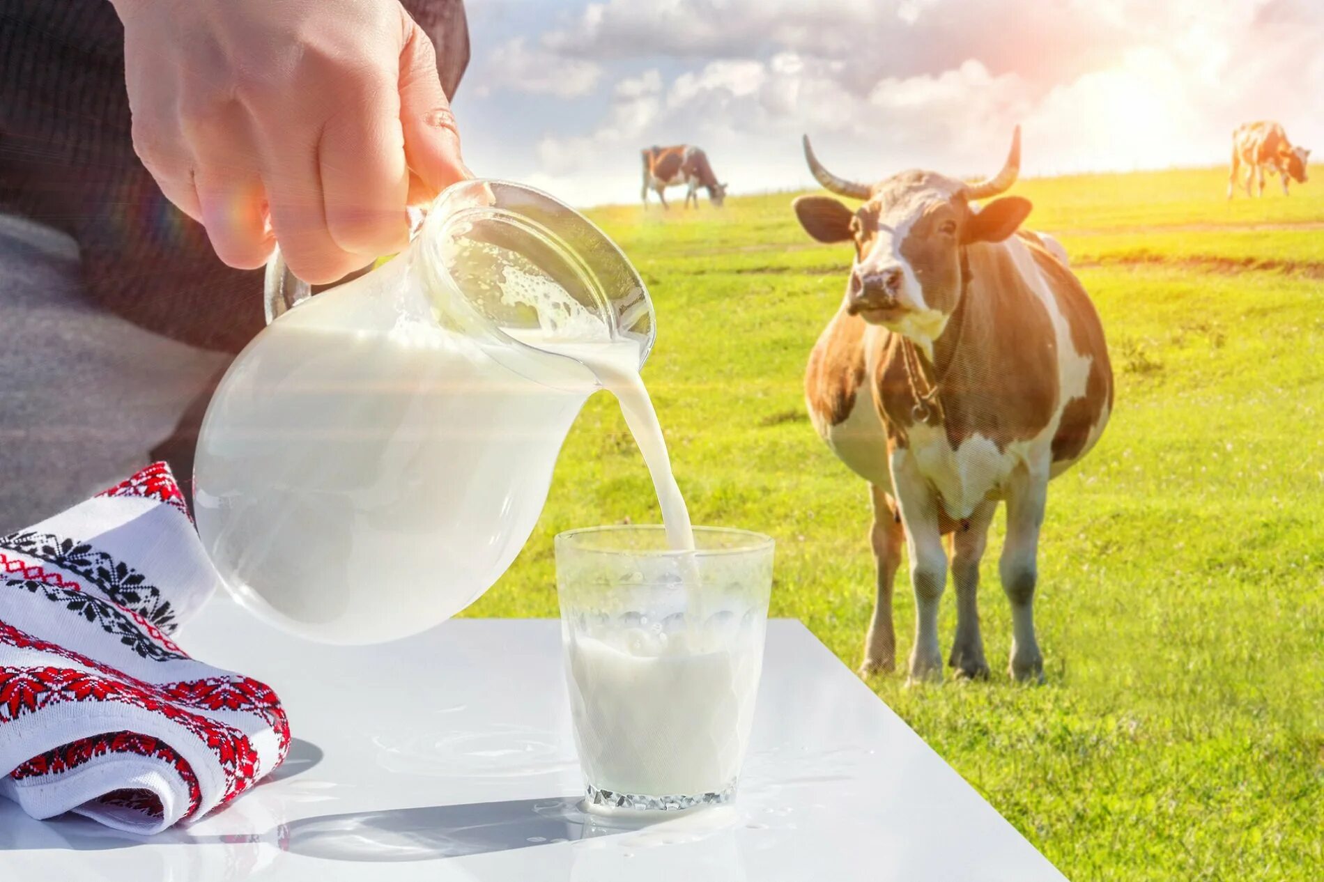 Молоко занявшее первое место. Корова молоко. Молочная продукция с коровой. Корова и молочные продукты. Молоко деревенское.