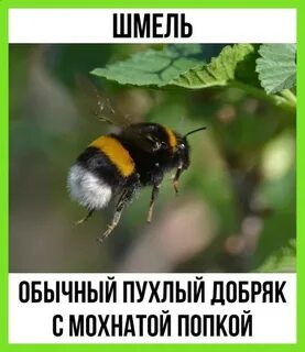 Если бы не было пчел