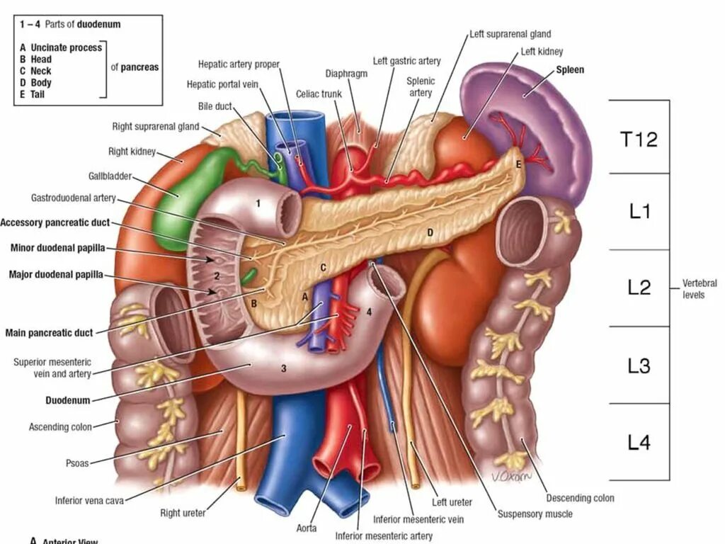 Анатомия поджелудочной железы Неттер. 12 Перстная кишка анатомия Неттер. Двенадцатиперстная кишка атлас анатомия. Малые размеры селезенки латынь