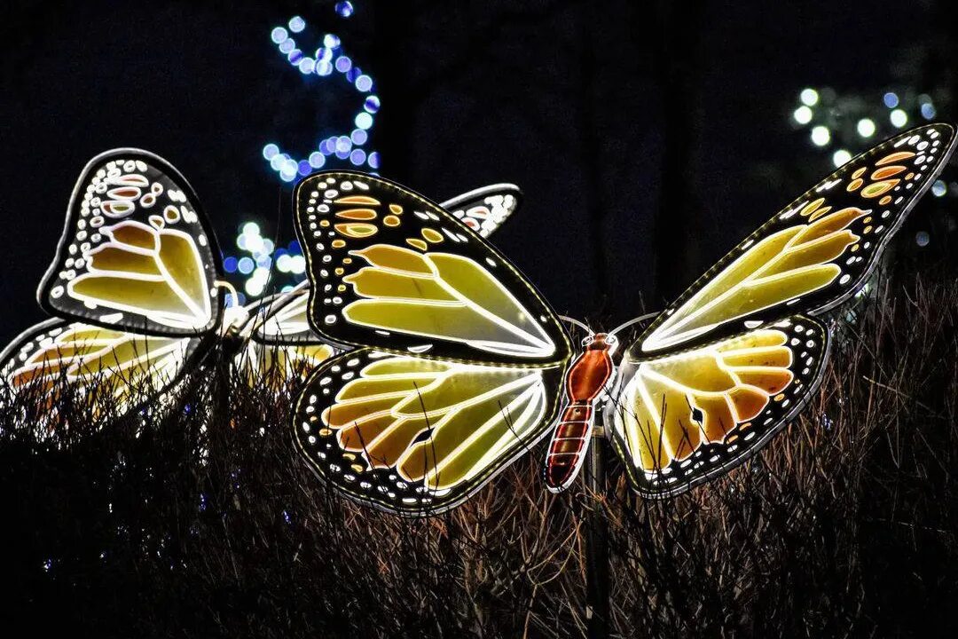 бабочки в парке краснодар. бабочки краснодар. бабочки в краснодаре. бабочки краснодар. бабочки краснодар.