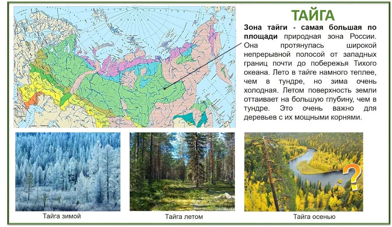 Тайга на карте России природных зон. Тайга в Сибири на карте. Зоны тундра Тайга. Зона тайги на карте России.