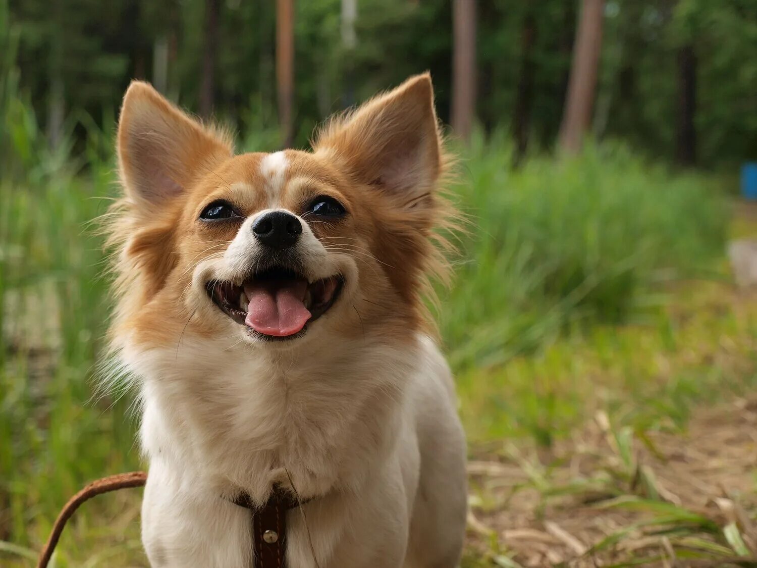 взрослый спаниель маленького размера. собаки похожие на корги. джено самоед. фалькон дракон бесконечная история. вечная собака.