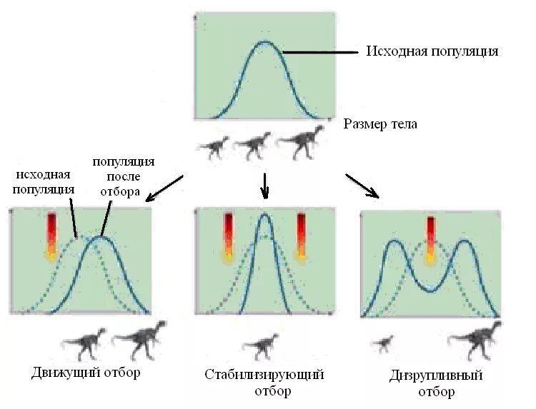 Схема классификации естественного отбора. Схема движущего естественного отбора. Схема движущего стабилизирующего и дизруптивного отбора. Схема формы естественного отбора биология. 5 примеров естественного отбора