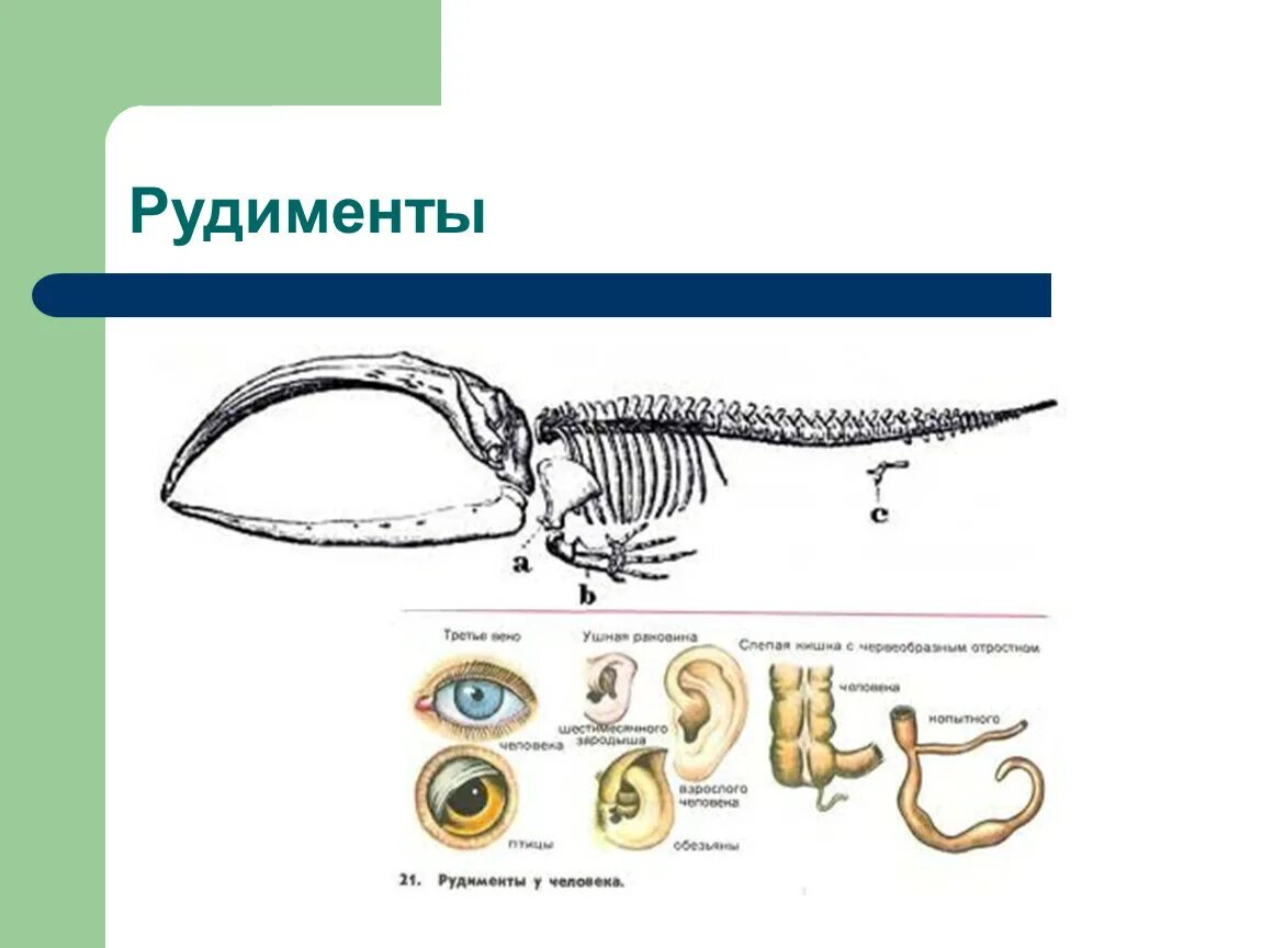 Рудимент у питона. Рудиментарные органы питона. Рудименты тазовые кости китообразных. Рудиментарные органы животных. Рудиментарные органы пример.