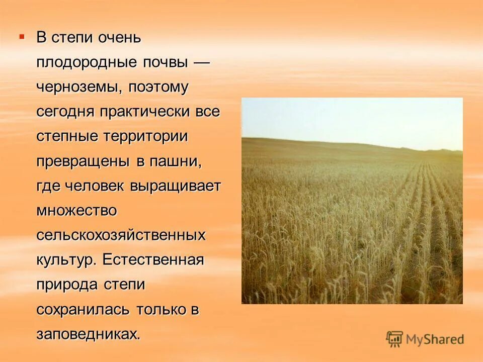 Какие почвы в степях россии. Почвы плодородие степи. Виды Степной растительности. Природная зона степь почва. Почвы степи в России.