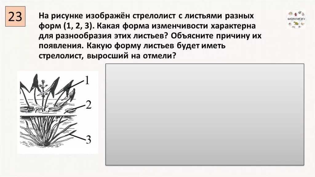 Что изображено на рисунке каким методом. Стрелолист модификационная изменчивость. Стрелолист форма изменчивости. Форма листа у СТРЕЛОЛИСТА. Стрелолист форма листьев.