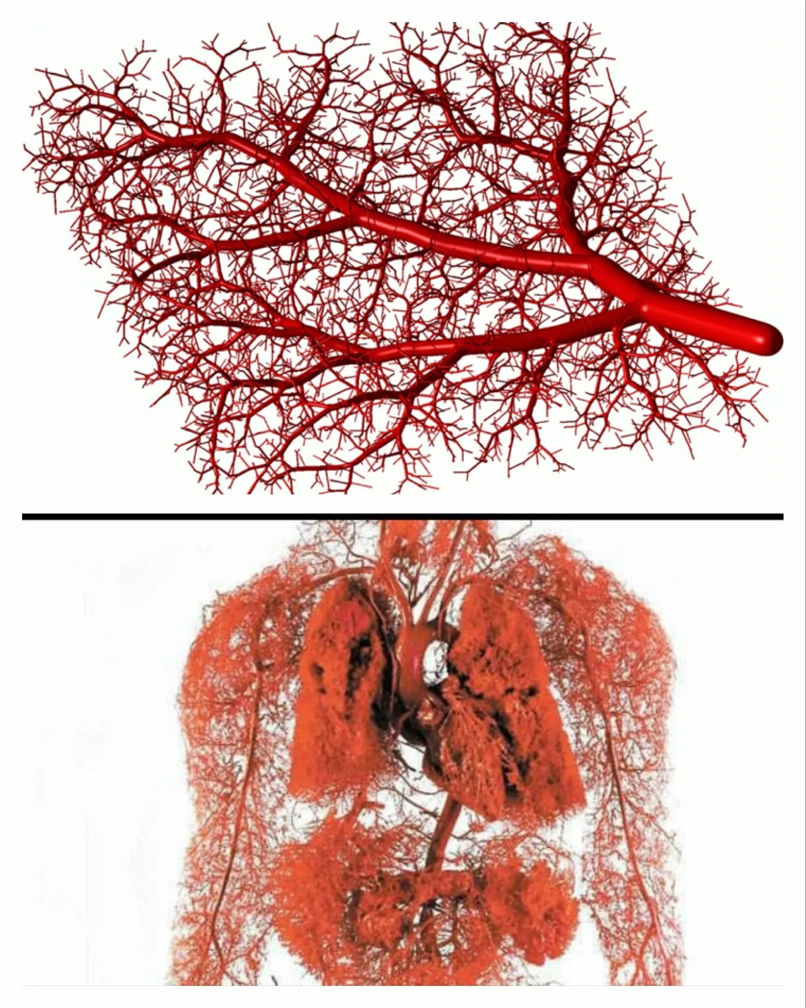Кровеносные сосуды капилляры. Капиллярная система человека. Кровеносная система капилляры. Капиллярная система вен человека. Капеляр