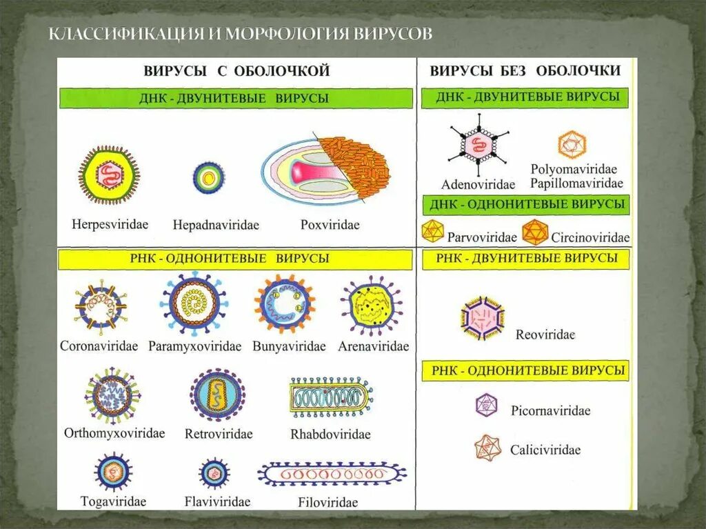 Вирусы 1 группы. Строение и классификация вирусов. Классификация вирусов микробиология. Классификация и строение вирусов микробиология. Классификация и морфология вирусов микробиология.