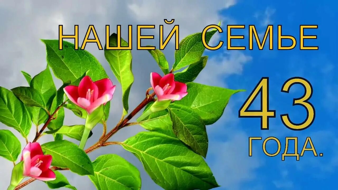 Жизнь в 43 года. Поздравляю с фланелевой свадьбой. 43 Года какая свадьба. Поздравление с 43 годовщиной свадьбы. С годовщиной свадьбы 43 года родителям.