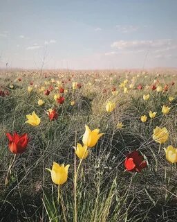 Волгоградская область калмыкия