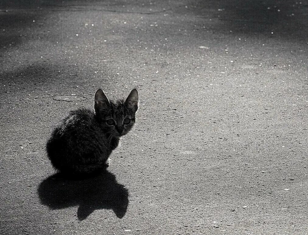 Жалкий н. Бездомные котята. Брошенный котенок. Одинокий котенок на улице. Грустный Бездомный кот.