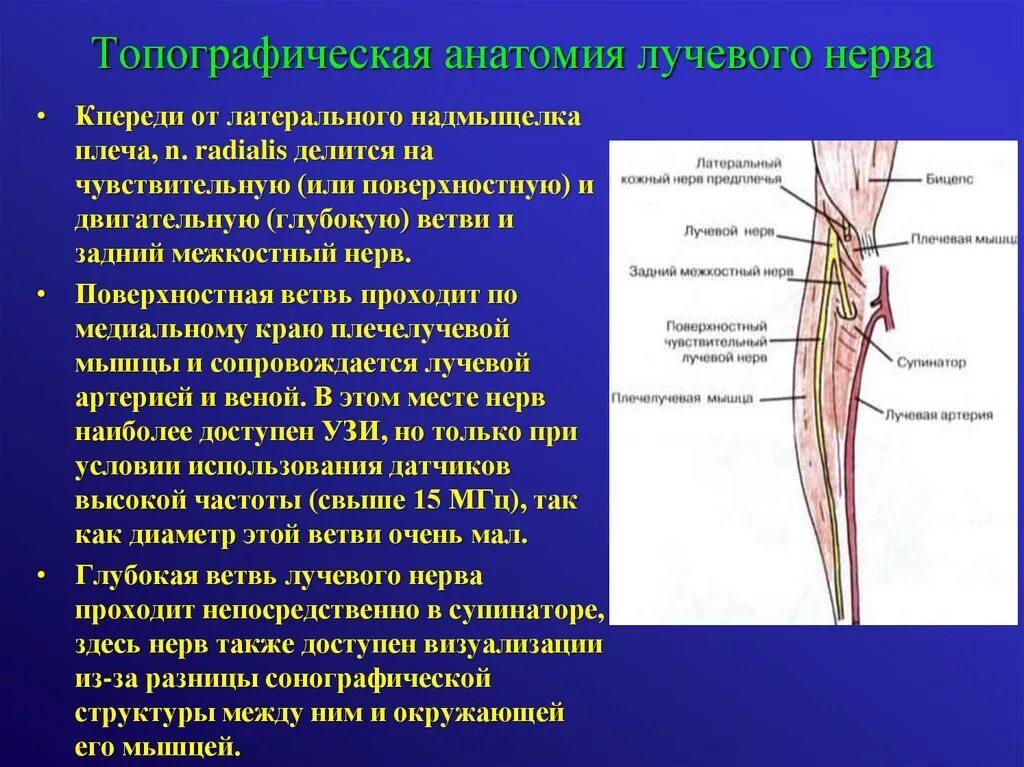 Лучевой нерв анатомия