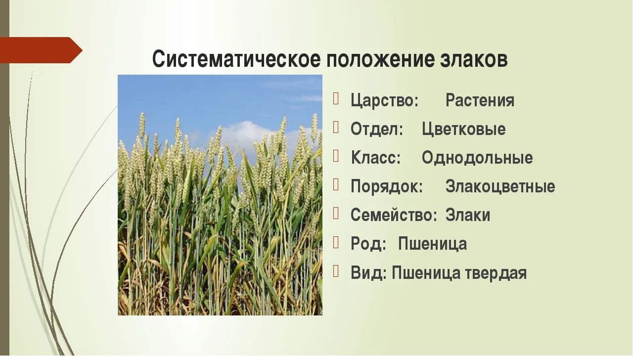 В какой природной зоне растут злаки. Систематика пшеницы озимой. Семейство злаки систематика. Систематика злаковых растений. Злаковые Мятликовые строение.