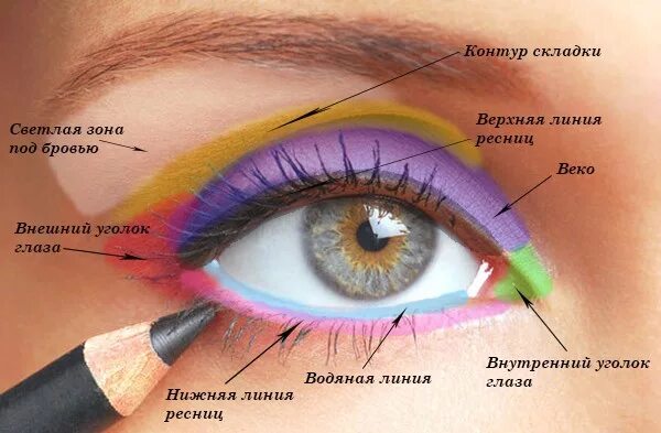 Где находится линия глаз. Пропорции портрета человека. Пропорции головы человека рисунок. Подвижное веко. Глаза посередине лица построение.