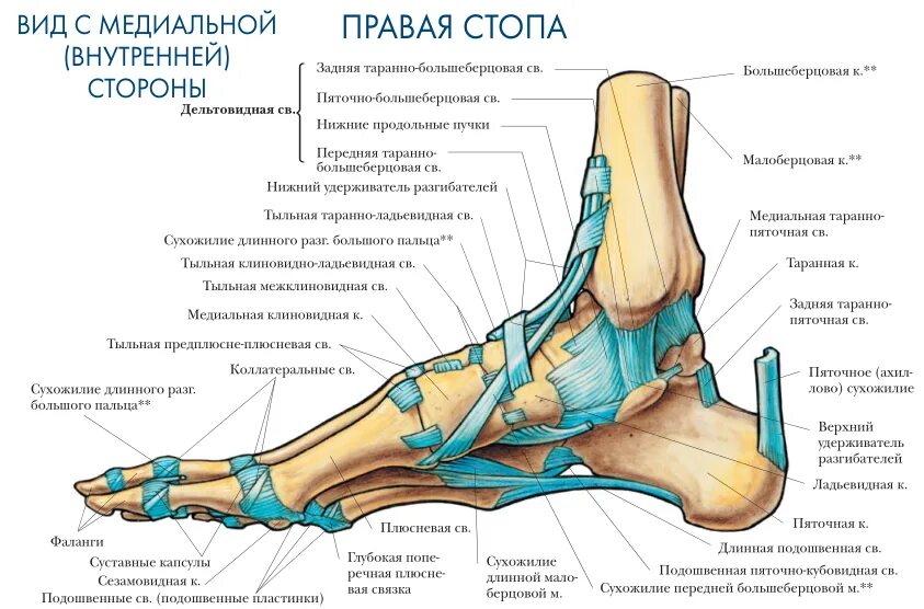 Голеностопный сустав образует. Гольностопсустав анатомия строение. Стопа анатомия строение кости. Голеностопный сустав анатомия схема строения. Сухожилия стопы анатомия подошвенной области.