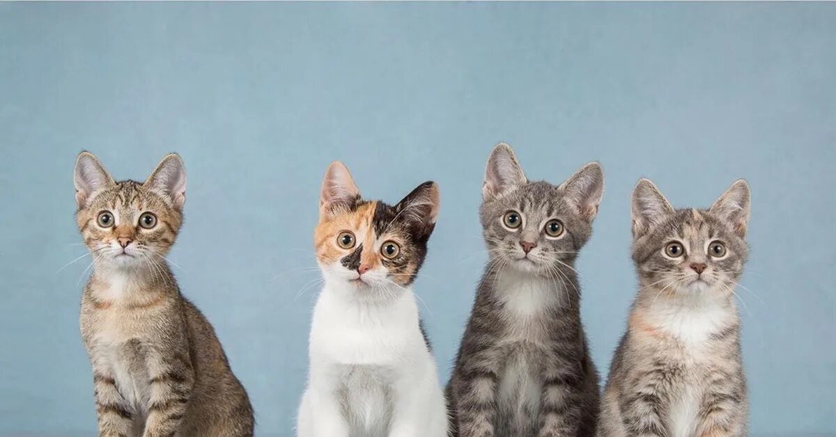 Четверо кошек. Четыре кота. 4 Котенка. Четверо котят. Котята 4 котика.