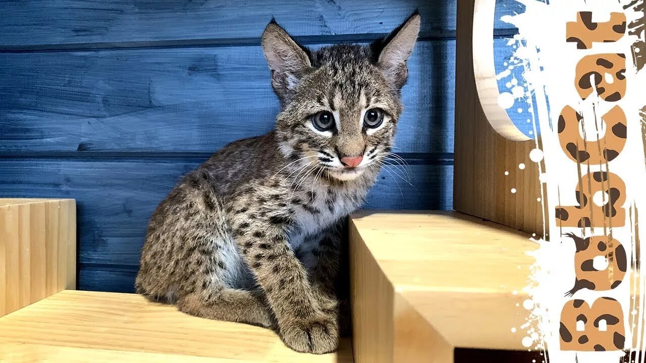 Бобкэт Рысь. Бобкэт ТВ (Bobcat ТВ). Катя Бобкэт. Рысь Руфус Бобкэт ТВ.