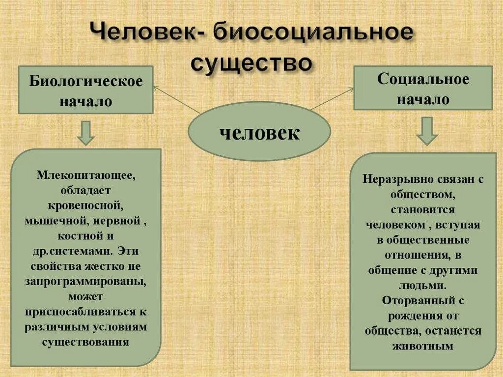 Человек биосоциальное существо. Биосоциальное в человеке. Человек биосоциальное существо схема. Биологическое и социальное начало в человеке. К биологической природе человека относятся