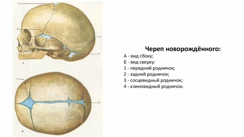 Роднички новорожденного анатомия черепа. Роднички у новорожденных анатомия. Схема свод черепа сбоку. Череп новорожденного вид сбоку и сверху.