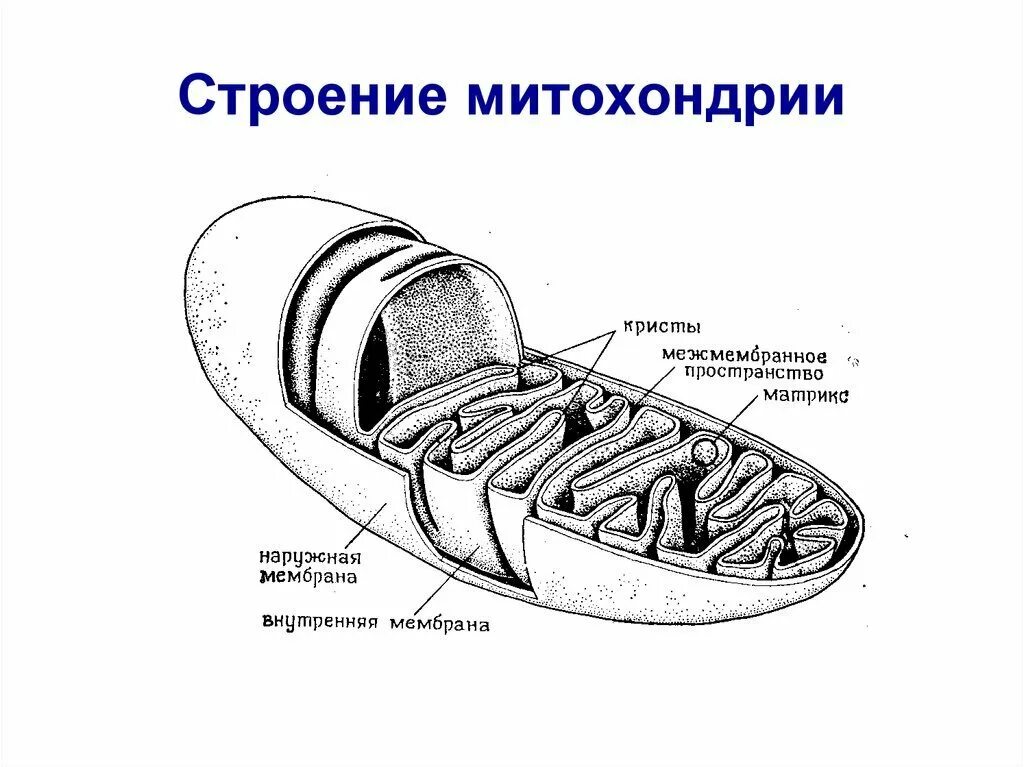 Схематическое строение митохондрии. Строение митохондрии клетки. Митохондрии строение органоида. Строение Крист митохондрий. Что такое митохондрии простыми словами у человека