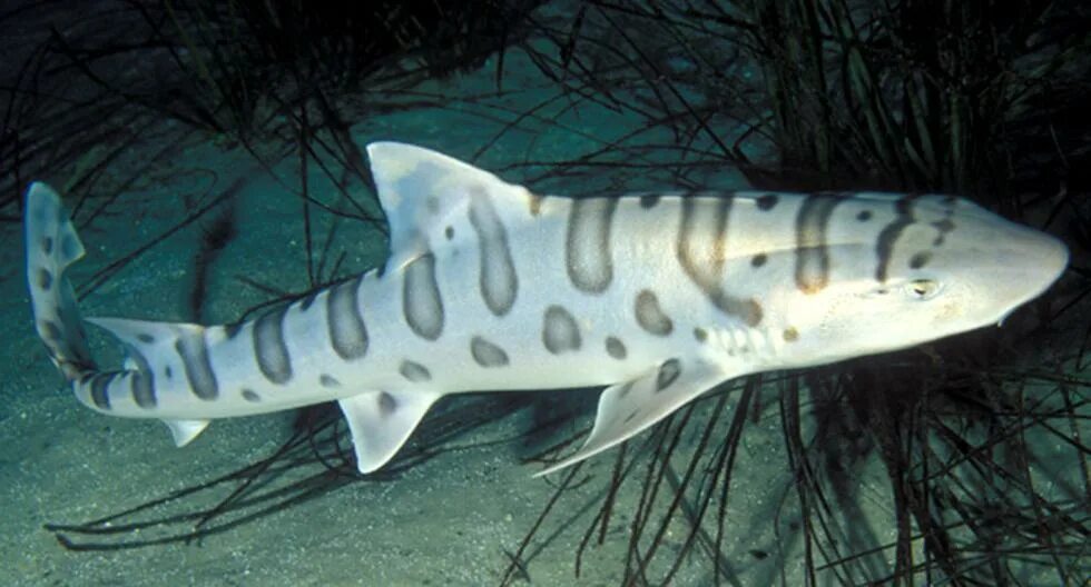 Dwarf lanternshark. Карликовая акула фонарь. The small shark. Etmopterus perryi акула. Кладоселахия акула.