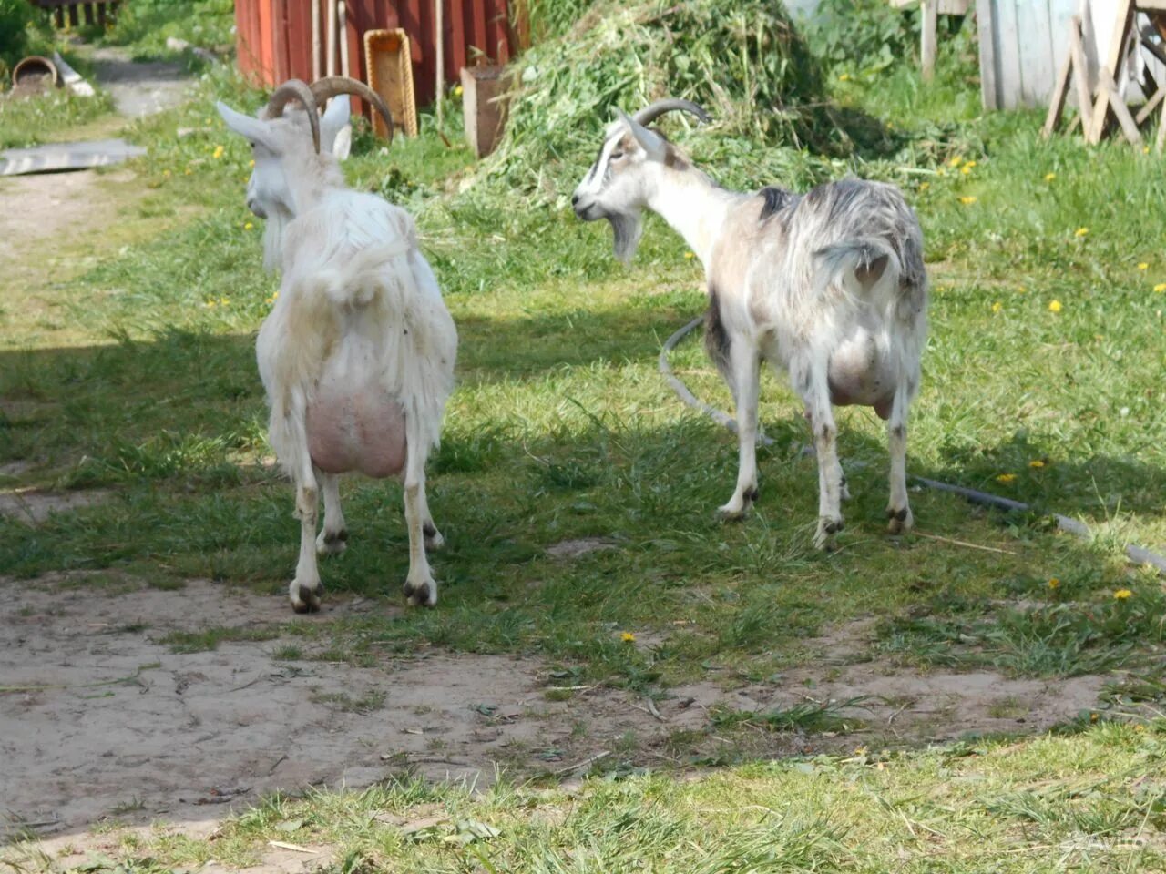 Молочные козы. Беспородные козы дойные. Козы серые молоко. Породы коз молочных без запаха. Породы коз без запаха молока