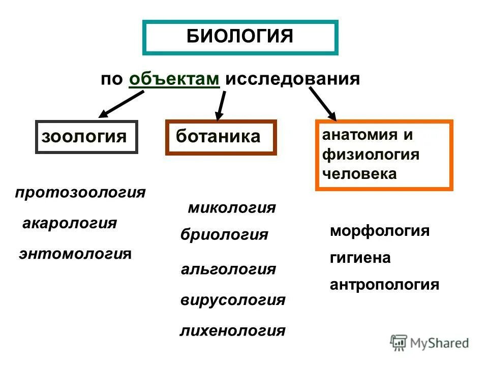 Альгология микология