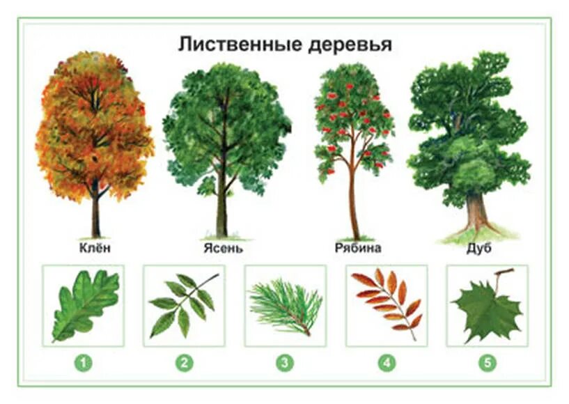 Какие есть лиственные деревья. Лиственные деревья для детей. Лиственные деревья для дошкольников. Лиственные деревья для детей дошкольного возраста. Лиственные деревья для детей названия.