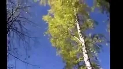 песня рос кудрявый клен