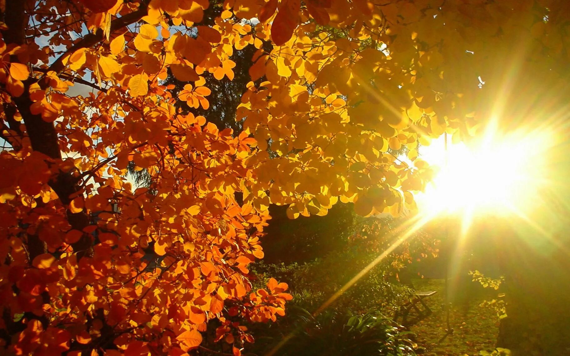Осенний воздух свеж. Осеннее солнце. Осень солнце. Тёплая осень. Солнце осенью.