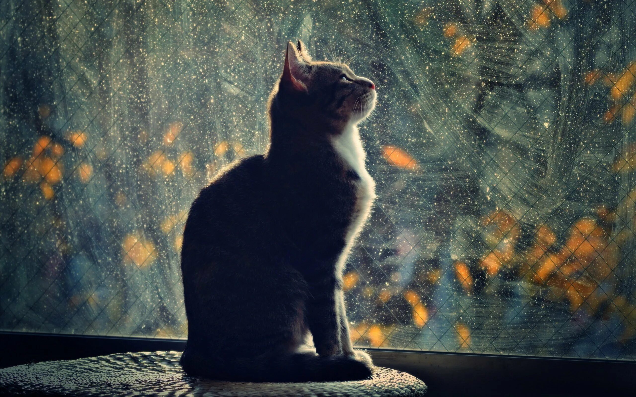 Котик боком. Кот на окне. одинокий кот. кот сидит боком. кот сидит на окне.