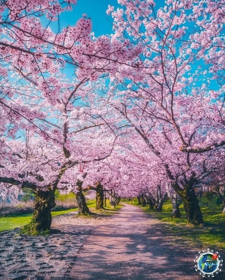 Что такое сакура дерево. Черри блоссом цветет. Черри блоссом дерево. Япония дерево Сакура. Сакура цветет.