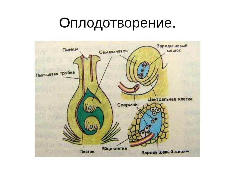 Оплодотворенная спермием центральная клетка. Строение зародышевого мешка у растений. Двойное оплодотворение семяпочка. Строение зародышевого мешка цветковых растений. Зародышевый мешок покрытосеменных растений.