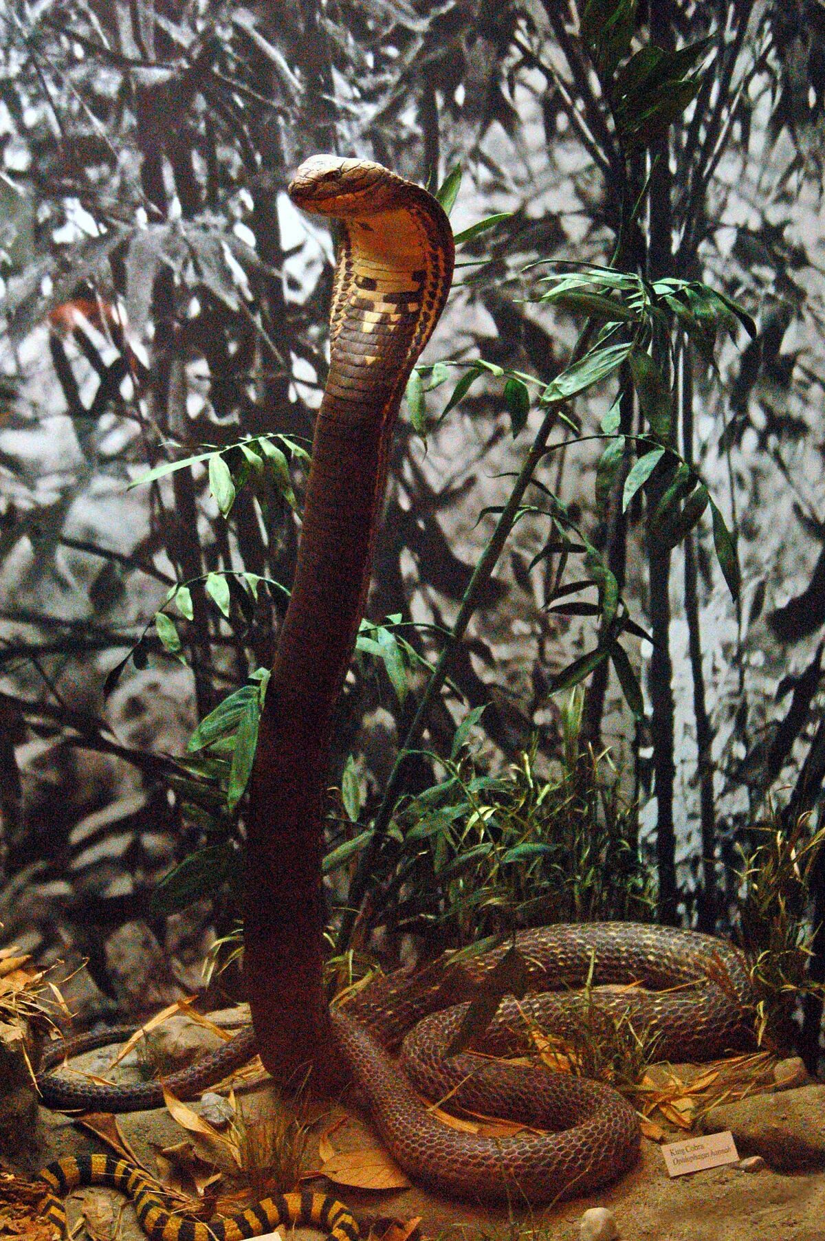 Длинной змеей раскинулся. Ophiophagus Hannah. Королевская Кобра 5 метров. Индийская Королевская Кобра. Гигантская Королевская Кобра.